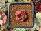 Echeveria 'Pink Crystal' 1/2" Very Small Seedling Succulent Plant