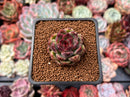 Echeveria Agavoides 'Black Rose' 1"-2" Succulent Plant