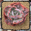 Echeveria 'Beyonce' Variegated 3"-4" Succulent Plant