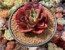 Echeveria 'Rosa Loa' 4"-5" Succulent Plant
