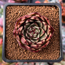 Echeveria Agavoides 'Sarabony' 1"-2" Succulent Plant