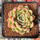 Echeveria Selected Hybrid 2" Succulent Plant