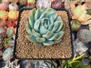 Echeveria 'Lemon Berry' Mutated/Variegated 3" Succulent Plant