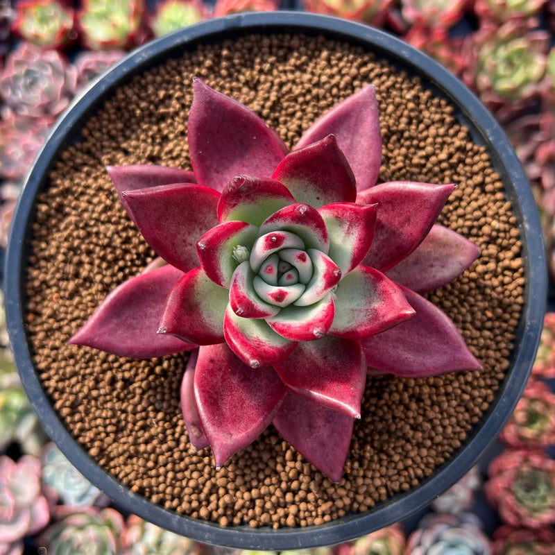Echeveria Agavoides 'Oculus' 3" Succulent Plant