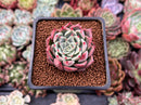 Echeveria 'Pink Ice' 2" New Hybrid Succulent Plant