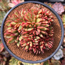 Echeveria 'Mundy' Crested 5" Succulent Plant