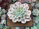 Echeveria Runyonii Variegated (Aka Echeveria 'Akaihosi' Variegated) 3" Succulent Plant