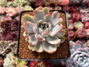 Echeveria 'Pulidonis' Mutated 3" Succulent Plant