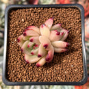 Echeveria Agavoides 'Starrens' 1"-2" Succulent Plant