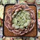 Echeveria 'Kingdom Plum' 3" Succulent Plant