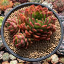 Echeveria Agavoides sp. 4" Cluster Succulent Plant