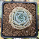 Echeveria 'Lola' Hybrid 2" Succulent Plant