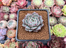 Echeveria 'Hamil' 2" Succulent Plant