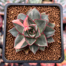 Echeveria 'Monocerotis' Variegated 2" Succulent Plant