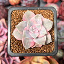 Graptopetalum 'Purple Delight' Variegated 1" Succulent Plant