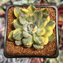 Echeveria 'Pulidonis' Variegated 2" Succulent Plant