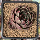 Echeveria Agavoides 'Rudolph' 2" Succulent Plant