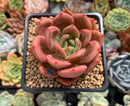 Echeveria Agavoides 'Baekya' 2" Succulent Plant