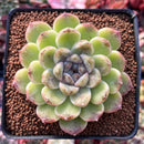 Echeveria Agavoides 'Amethyst' 3" Succulent Plant