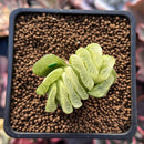 Haworthia Truncata Variegated 1"-2" Succulent Plant