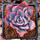 Echeveria 'Luella' 2" Succulent Plant
