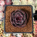 Echeveria 'Chocolate Grace' 1" New Hybrid Succulent Plant