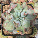 Echeveria 'Blue Spur' 3" New Hybrid Succulent Plant