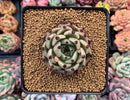 Echeveria Agavoides 'Black Cat' 3" Succulent Plant