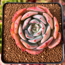 Echeveria 'Cassyz" 2" Succulent Plant