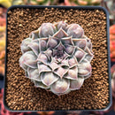 Echeveria 'Hearts Choice' 2" Succulent Plant