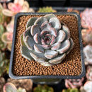 Echeveria 'Purple Stone' 1" Succulent Plant