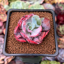 Echeveria 'Beyonce' Variegated 2" Succulent Plant