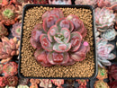 Echeveria 'Hearts Delight' 3" Succulent Plant