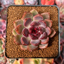 Echeveria 'Violet Cheese' 2" Succulent Plant