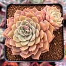 Echeveria 'Margaret' 3" Cluster Succulent Plant