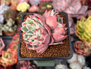 Echeveria 'Pink Ice' 2" Cluster Succulent Plant
