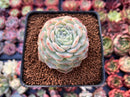 Echeveria 'Pure Love' 2"-3" Succulent Plant