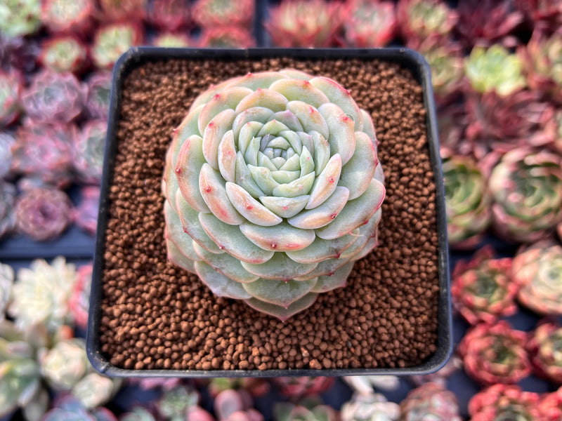 plainview pure succulents Echeveria 'Pure Love' 2"-3" Succulent Plant – True Succulents Plant Co