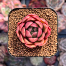 Echeveria 'Elouise' 1" New Hybrid Succulent Plant