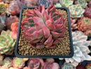 Echeveria sp. 3" Succulent Plant