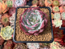 Echeveria 'Lovely Bear' 2" Succulent Plant