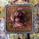 Echeveria 'Black Tiger' 1" Succulent Plant