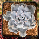 Echeveria 'Crispate Beauty' 2" Powdery Succulent Plant
