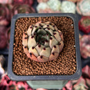 Echeveria Agavoides 'Sarabony' 1" Succulent Plant