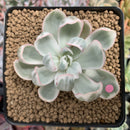 Echeveria 'Berkeley Light' Variegated 1"-2" Succulent Plant