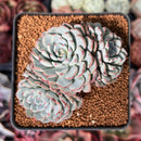 Echeveria 'Minima' 2"-3" Cluster Succulent Plant