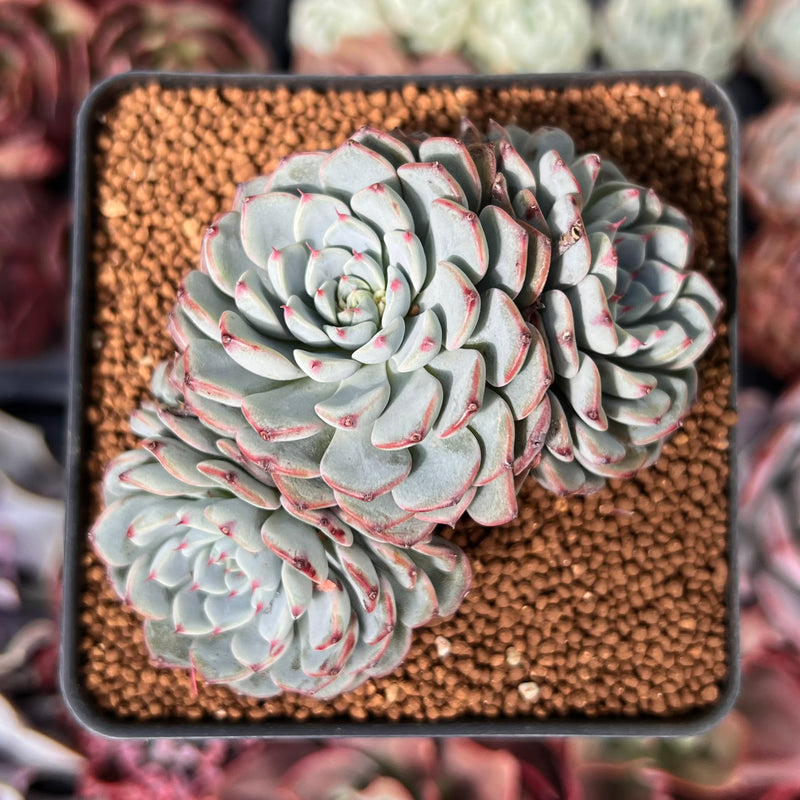 echeveria minima succulent Echeveria 'Minima' 2