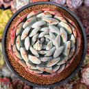 Echeveria 'Orange Monroe' 4" Succulent Plant