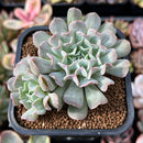 Echeveria 'Revolution' 2" Cluster Succulent Plant