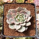Echeveria 'Ben Badis' Variegated 2" Succulent Plant